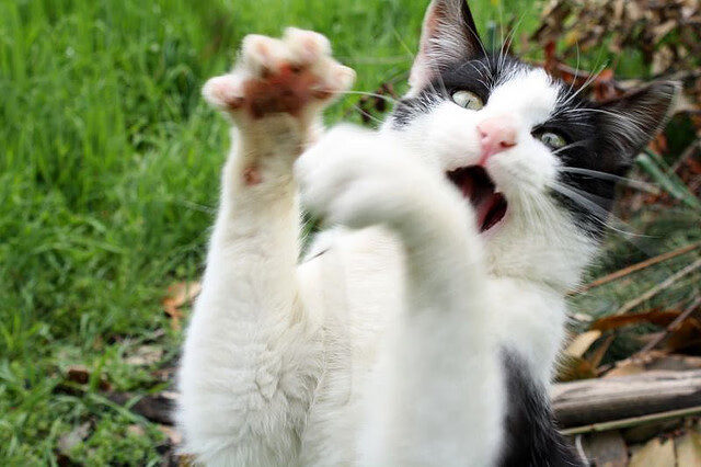 开云官网登录-_凯尔特人调整战术，成功应对强敌_，凯尔特人最近