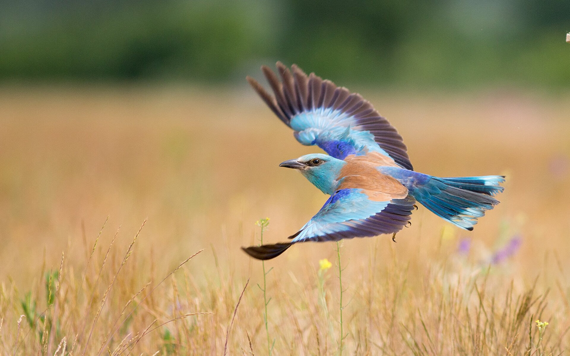 城市足球联赛走入社区,推广全民健康新生活,关于开展全国足球发展重点城市建设工作的指导意见